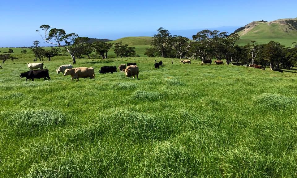 HawaiiCattle